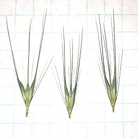 Close view of Foxtail Barley Seedheads
