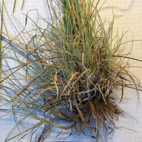 The Roots of Junegrass