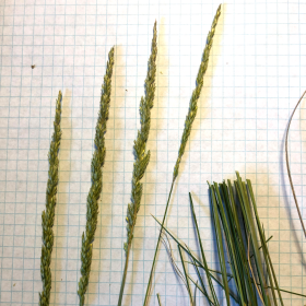 The Open Panicles of Prairie Junegrass