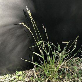 Field view of Lolium perenne or Perennial Ryegrass