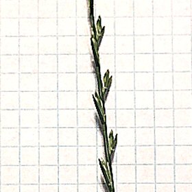 Individual Spikelets with Awns
