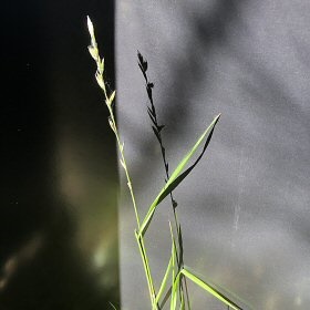 Perennial Ryegrass Spike