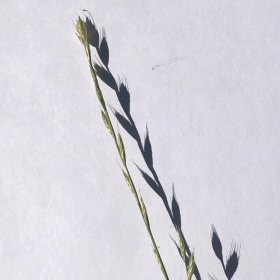Spikelet with Shadow