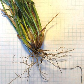 Roots of Perennial Ryegrass