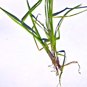 Wide Leaves of Annual Ryegrass