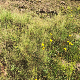 Field view of Muhlenbergia sinuosa or Marshland Muhly