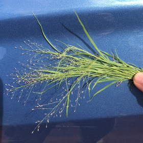 A Bunch of Marshland Muhly in the Hand
