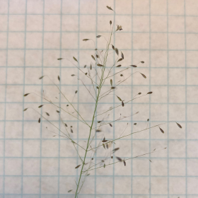 Short Delicate Annual Muhly