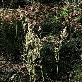Closer View of Mountain Muhly Panicles