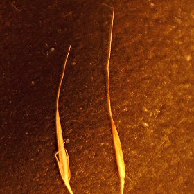 Spikelets Contain the Entire Reproductive System