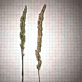 Close-up of Marsh Muhly Clumped Spikelets