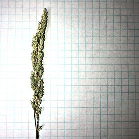 Marsh Muhly Close View Shows Spikelets