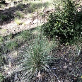 Muhlenbergia rigens or Deergrass