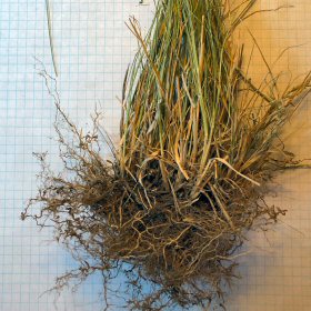 Thick Roots Typical of Perennial Plants