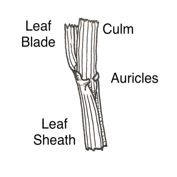 Stem, Blade, Sheath, and Auricles