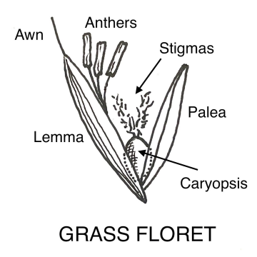A grass floret