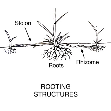 Grass rooting structures