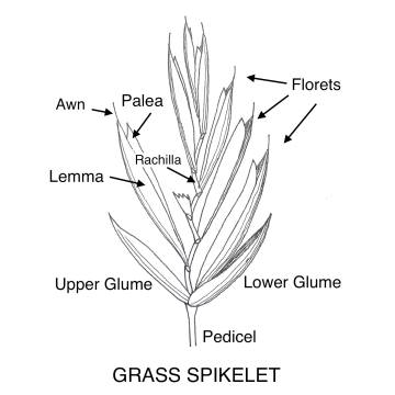 A Grass Spikelet