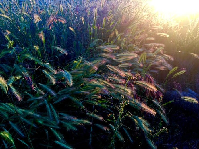 Beautiful Arizona Grass in the Morning