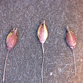 Three Spikelets