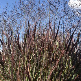 The Large Leaves of Switchgrass