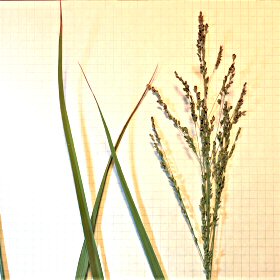 Common Reed Ligule