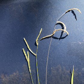 Sparce Seedheads of Dallis Grass