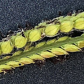 Round Spikelets in Rows
