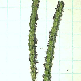 Spikelets in Anthesis
