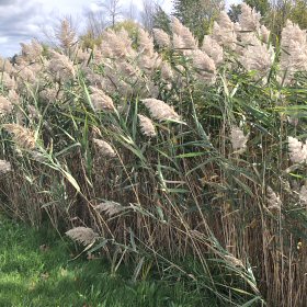 Field view of Phragmites australis or Common Reed