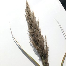 Close-up of Common Reed Inflorescence