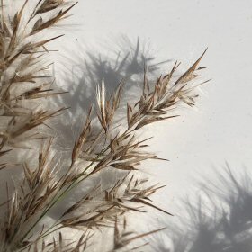 Closer View of the Branches and Spikelets