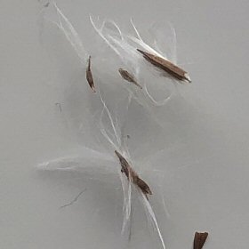 Spikelets: Glumes, Florets and Silky Hairs