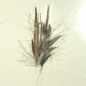 Cluster of Spikelets