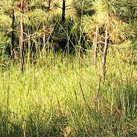Field view of Piptochaetium pringlei or Pringle's Speargrass