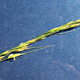 Pringle's Speargrass Panicle