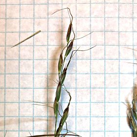 Closer View of the Branches and Spikelets