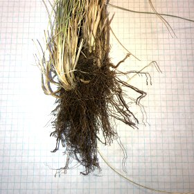 Roots of Muttongrass