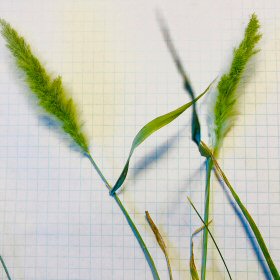 Spikelets: Glumes and Florets