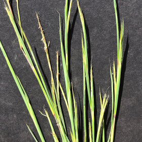 Close View Shows Seedheds in Anthesis