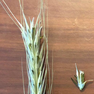 Rye Infected by Ergot