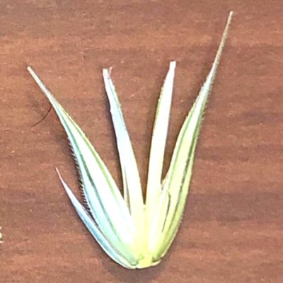 Close View of a Rye Spikelet