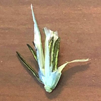 Close View of Ergoty Spikelet