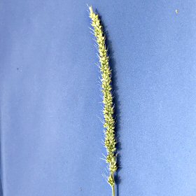 Setaria macrostachya Puff