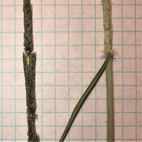Spikelets Show in Closer View