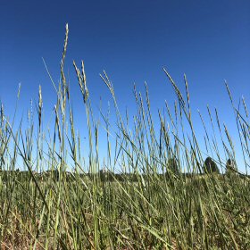 Thinopyrum intermedium or Intermediate Wheatgrass