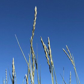Tall Wheatgrass Spike