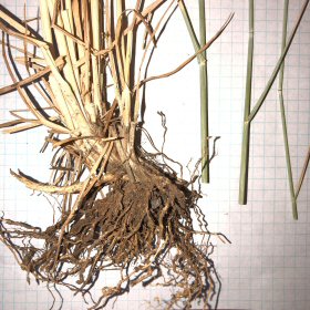 Roots of Intermediate Wheatgrass