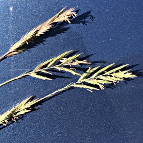 Spikelets in Anthesis