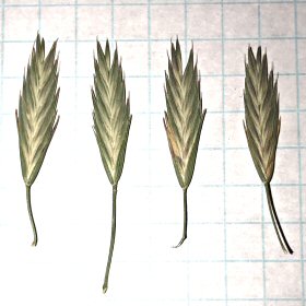 Four Spikelets
